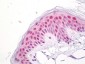 NUP35 / NUP53 Antibody (aa50-100)